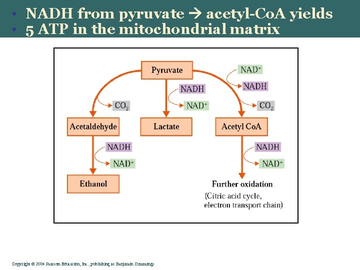  • NADH from pyruvate acetyl-Co. A yields • 5 ATP in the mitochondrial