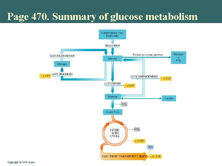 Page 470. Summary of glucose metabolism Copyright © 2004 Pearson Education, Inc. , publishing