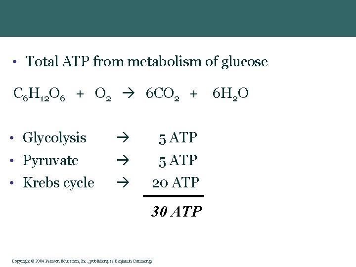  • Total ATP from metabolism of glucose C 6 H 12 O 6