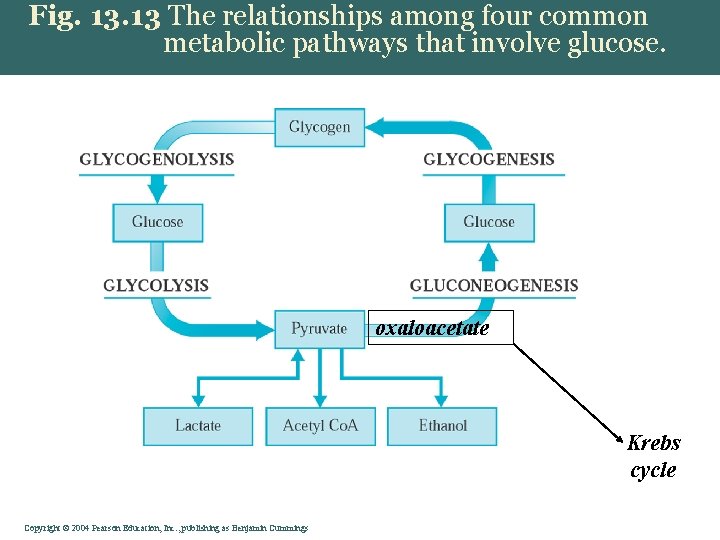 Fig. 13 The relationships among four common metabolic pathways that involve glucose. oxaloacetate Krebs