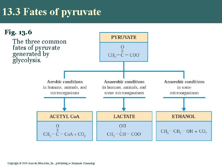 13. 3 Fates of pyruvate Fig. 13. 6 The three common fates of pyruvate