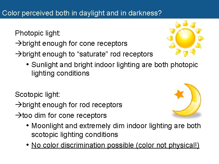 Color perceived both in daylight and in darkness? Photopic light: bright enough for cone