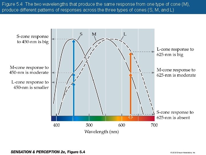 Figure 5. 4 The two wavelengths that produce the same response from one type Figure 5. 4 The two wavelengths that produce the same response from one type
