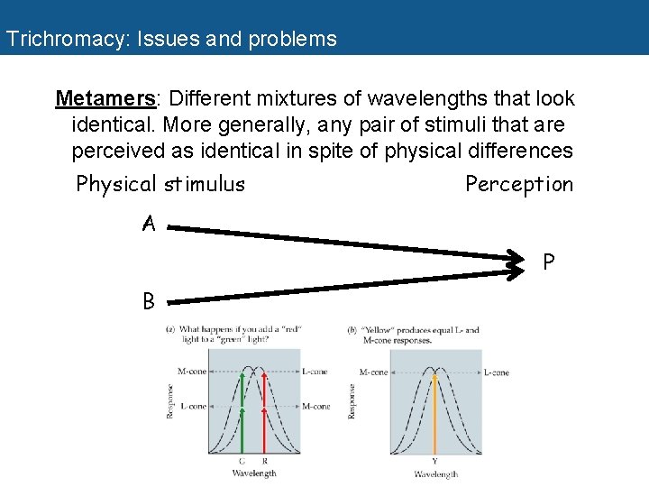 Trichromacy: Issues and problems Metamers: Different mixtures of wavelengths that look identical. More generally,