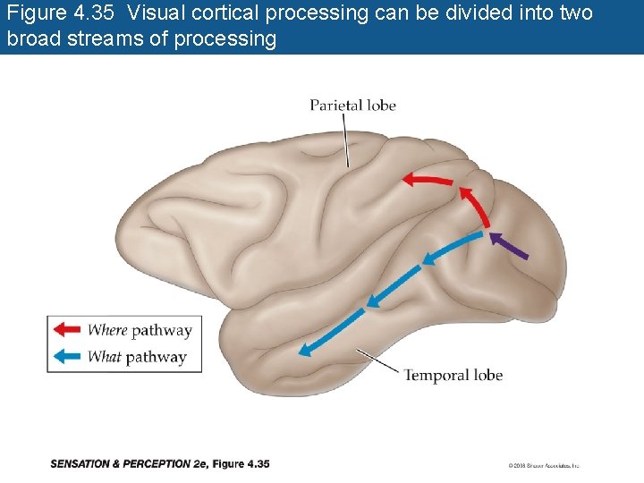 Figure 4. 35 Visual cortical processing can be divided into two broad streams of