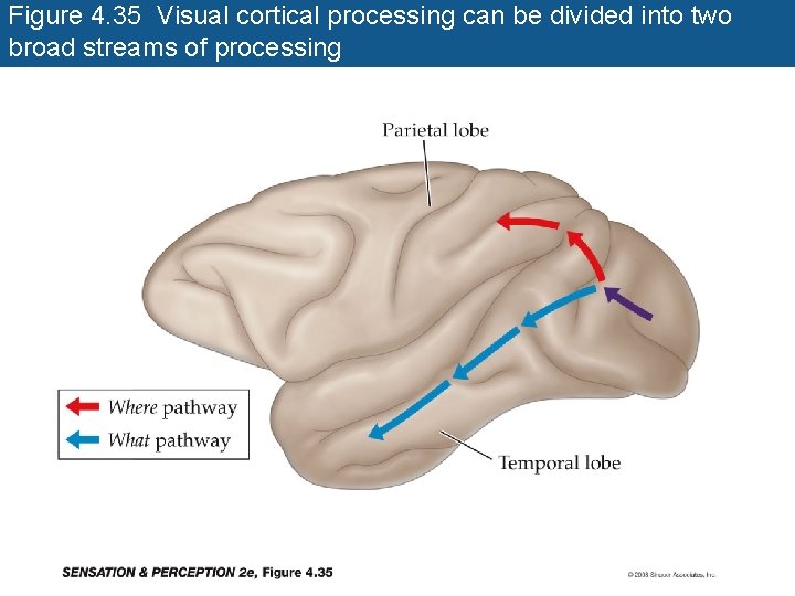 Figure 4. 35 Visual cortical processing can be divided into two broad streams of Figure 4. 35 Visual cortical processing can be divided into two broad streams of