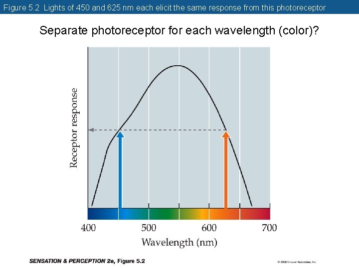 Figure 5. 2 Lights of 450 and 625 nm each elicit the same response Figure 5. 2 Lights of 450 and 625 nm each elicit the same response