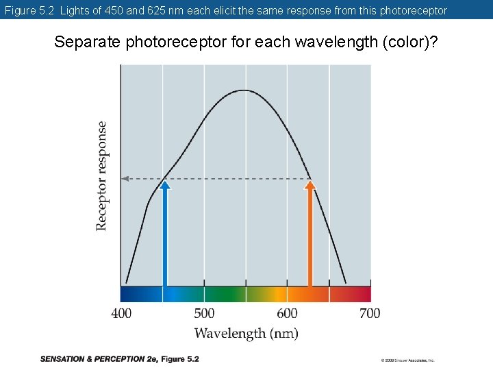 Figure 5. 2 Lights of 450 and 625 nm each elicit the same response