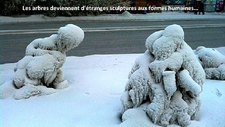 Les arbres deviennent d'étranges sculptures aux formes humaines. . . 