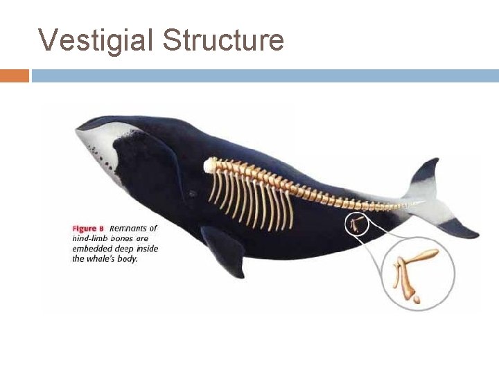 Vestigial Structure 