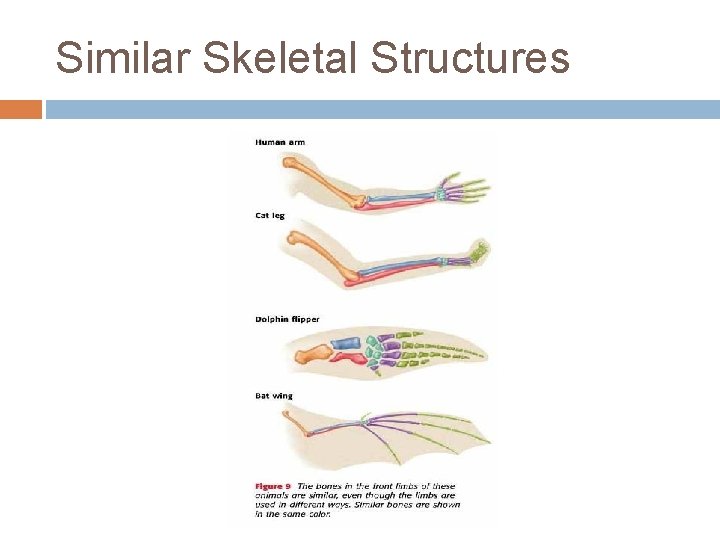 Similar Skeletal Structures 