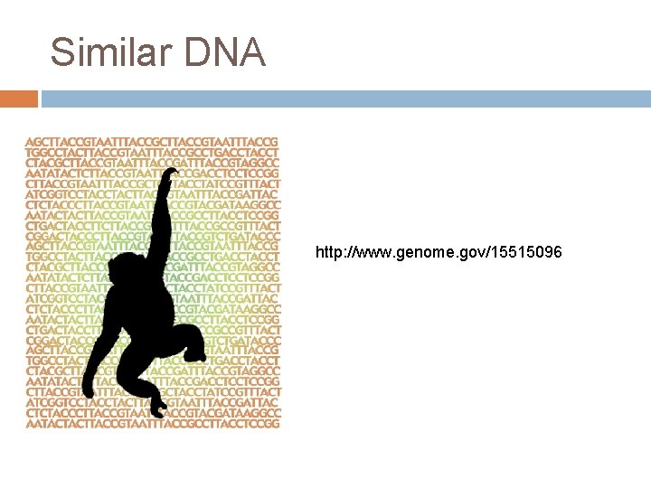 Similar DNA http: //www. genome. gov/15515096 