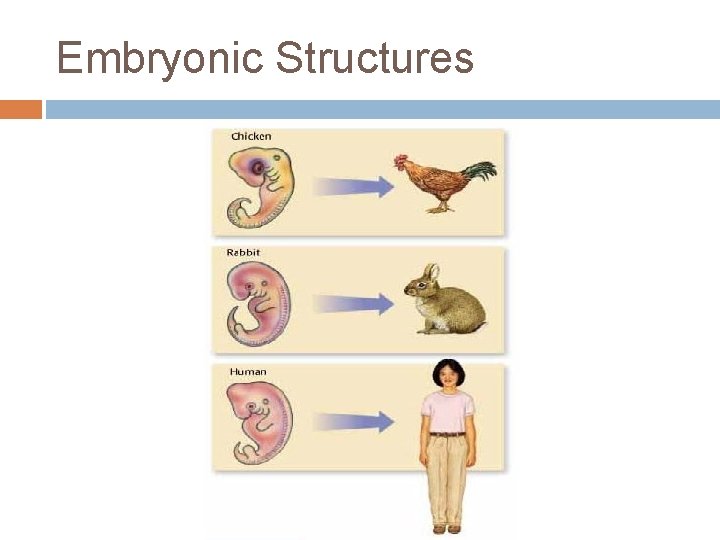 Embryonic Structures 