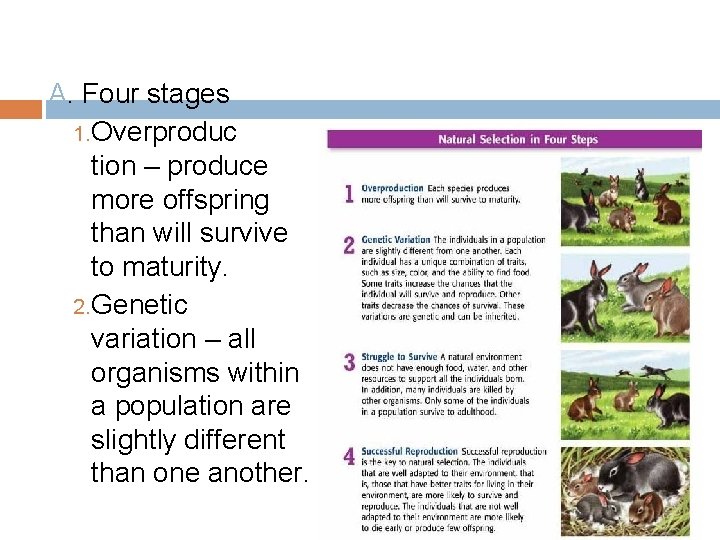 A. Four stages 1. Overproduc tion – produce more offspring than will survive to