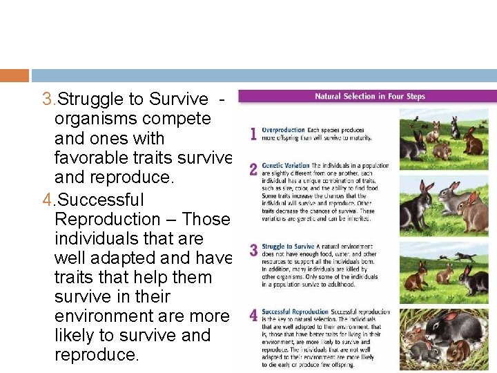 3. Struggle to Survive organisms compete and ones with favorable traits survive and reproduce.