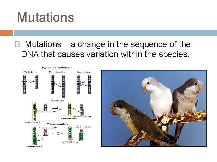 Mutations B. Mutations – a change in the sequence of the DNA that causes