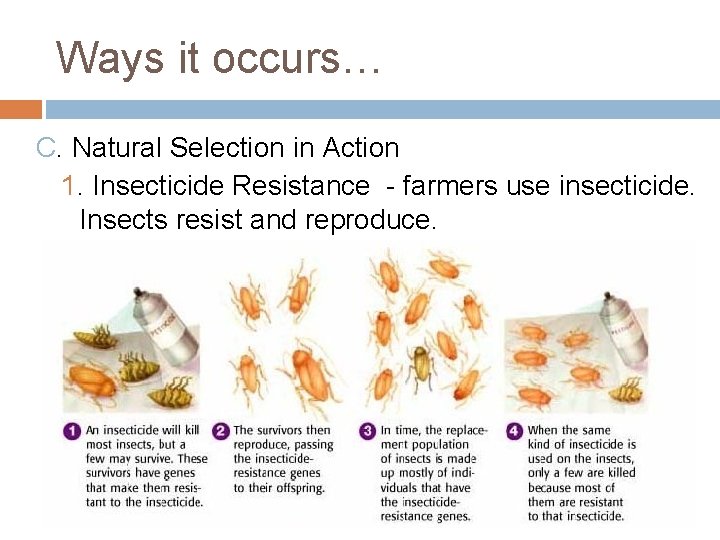 Ways it occurs… C. Natural Selection in Action 1. Insecticide Resistance - farmers use