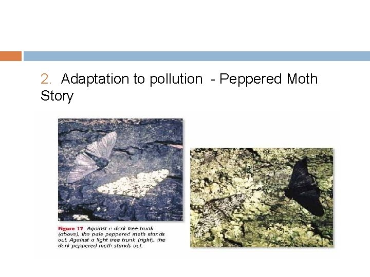 2. Adaptation to pollution - Peppered Moth Story 