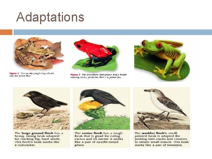 Adaptations 