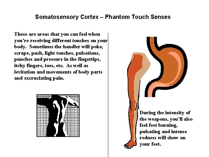 Somatosensory Cortex – Phantom Touch Senses These areas that you can feel when you’re