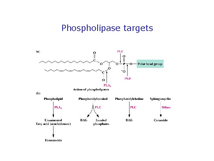 Phospholipase targets 