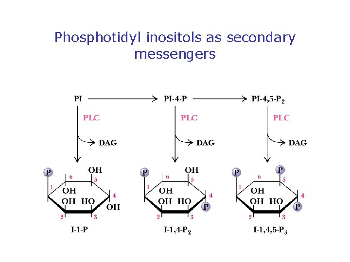 Phosphotidyl inositols as secondary messengers 