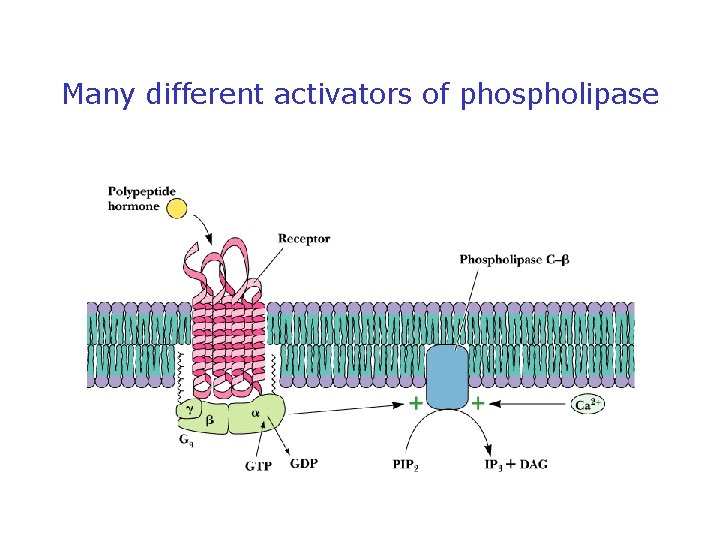 Many different activators of phospholipase 