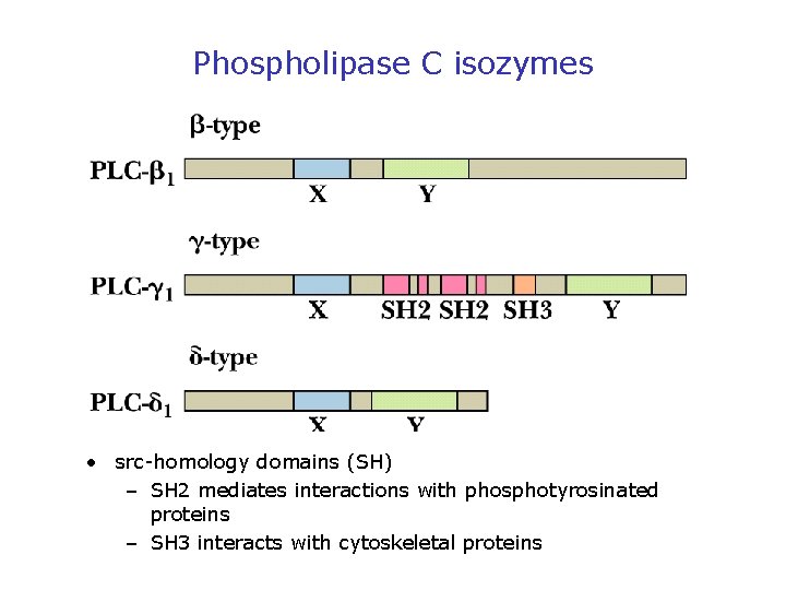 Phospholipase C isozymes • src-homology domains (SH) – SH 2 mediates interactions with phosphotyrosinated