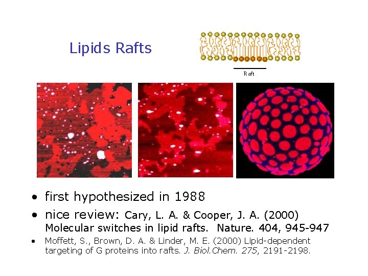 Lipids Rafts • first hypothesized in 1988 • nice review: Cary, L. A. &