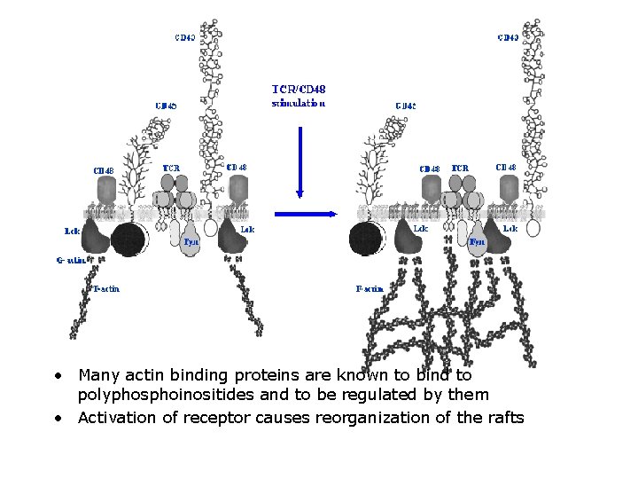  • Many actin binding proteins are known to bind to polyphosphoinositides and to