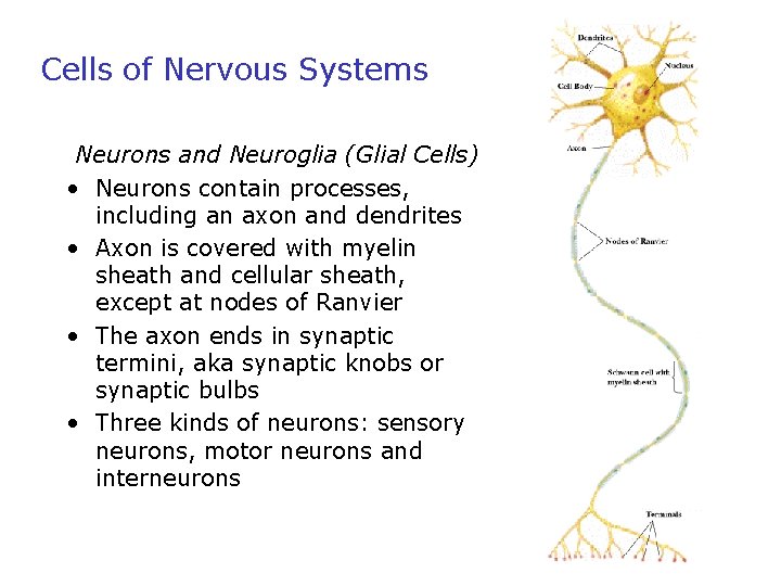 Cells of Nervous Systems Neurons and Neuroglia (Glial Cells) • Neurons contain processes, including