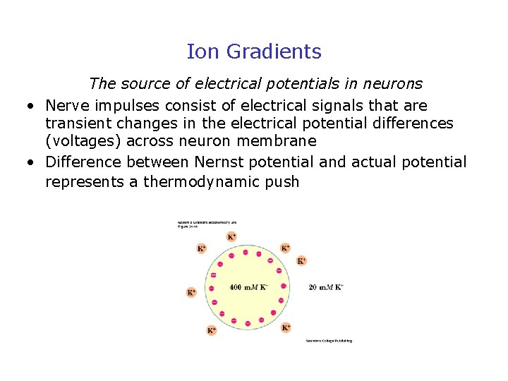 Ion Gradients The source of electrical potentials in neurons • Nerve impulses consist of