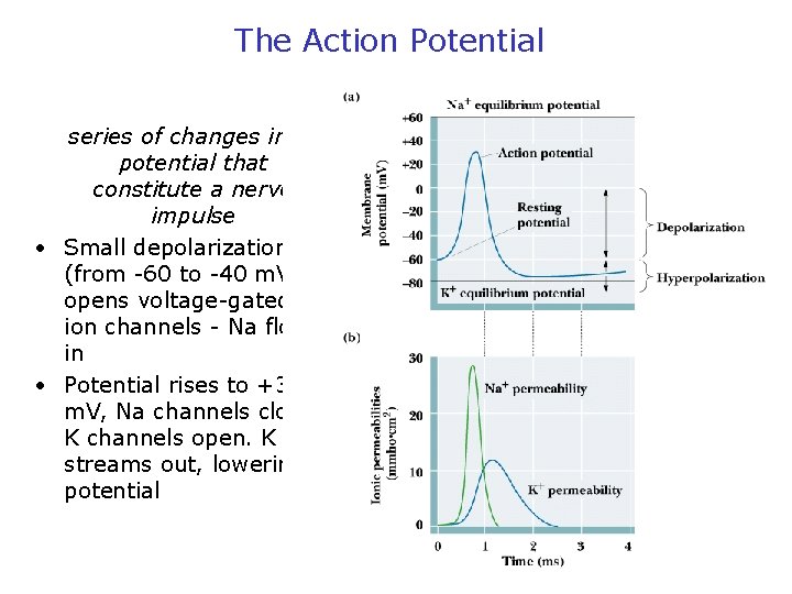 The Action Potential series of changes in potential that constitute a nerve impulse •