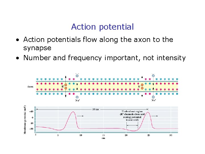 Action potential • Action potentials flow along the axon to the synapse • Number