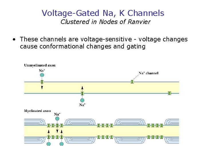 Voltage-Gated Na, K Channels Clustered in Nodes of Ranvier • These channels are voltage-sensitive