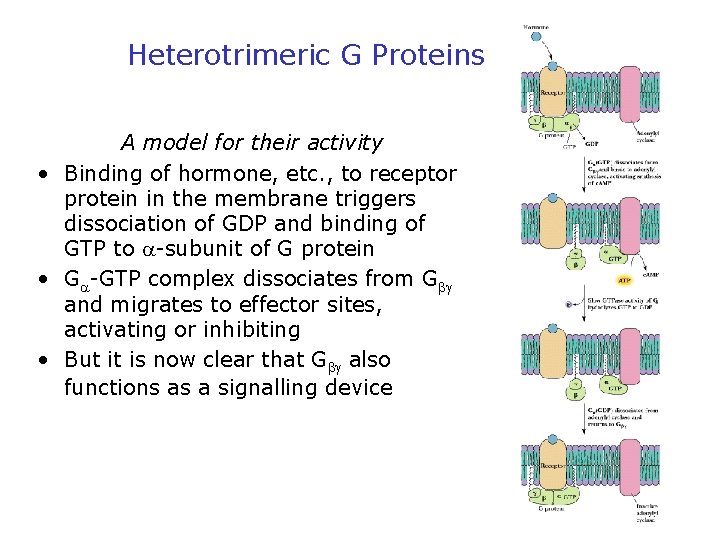 Heterotrimeric G Proteins A model for their activity • Binding of hormone, etc. ,