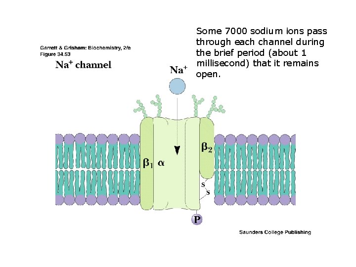 Some 7000 sodium ions pass through each channel during the brief period (about 1