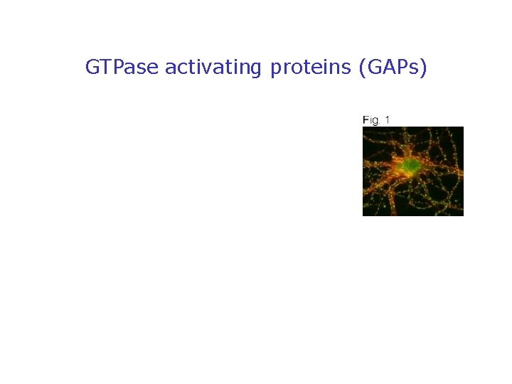 GTPase activating proteins (GAPs) 