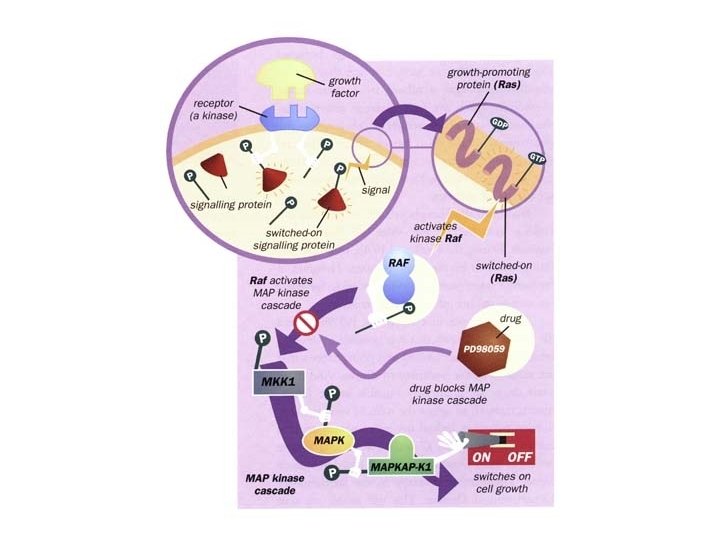 MAP Kinase Cascade 