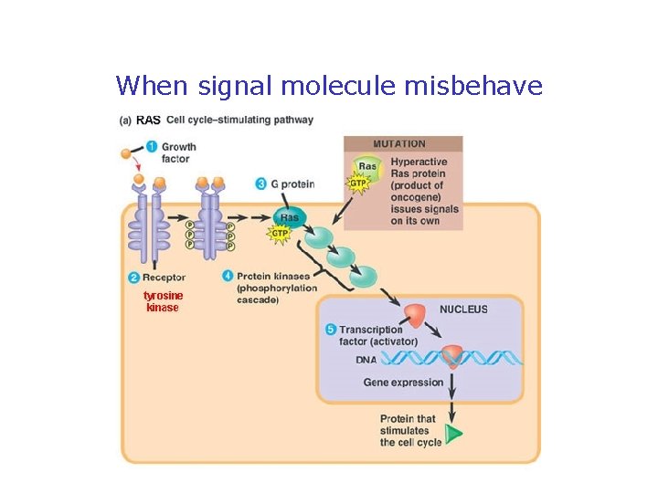 When signal molecule misbehave 