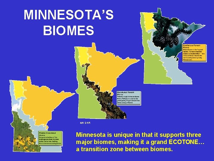 MINNESOTA’S BIOMES MN DNR Minnesota is unique in that it supports three major biomes,