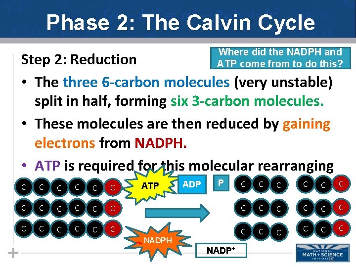 Phase 2: The Calvin Cycle Where did the NADPH and ATP come from to