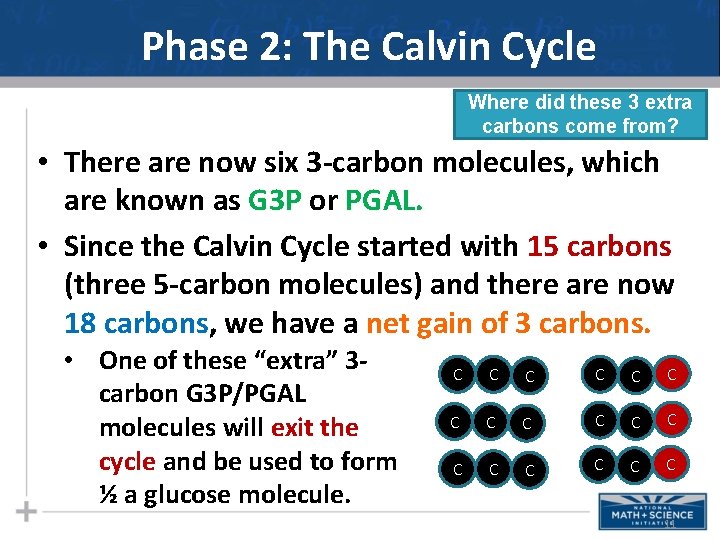 Phase 2: The Calvin Cycle Where did these 3 extra carbons come from? •
