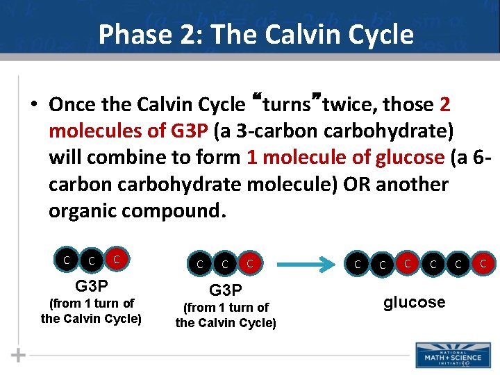 Phase 2: The Calvin Cycle • Once the Calvin Cycle “turns”twice, those 2 molecules