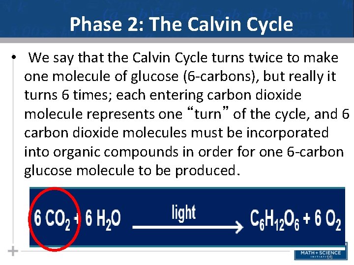 Phase 2: The Calvin Cycle • We say that the Calvin Cycle turns twice