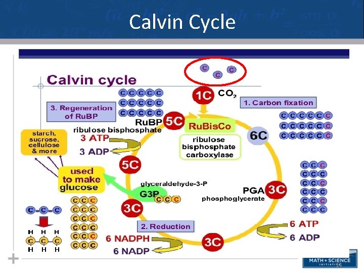 Calvin Cycle 14 