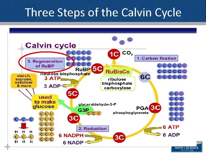 Three Steps of the Calvin Cycle 15 