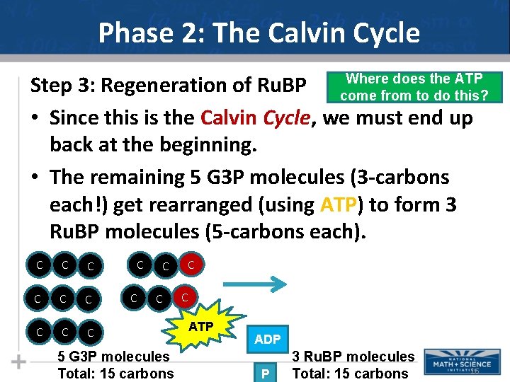 Phase 2: The Calvin Cycle Where does the ATP Step 3: Regeneration of Ru.