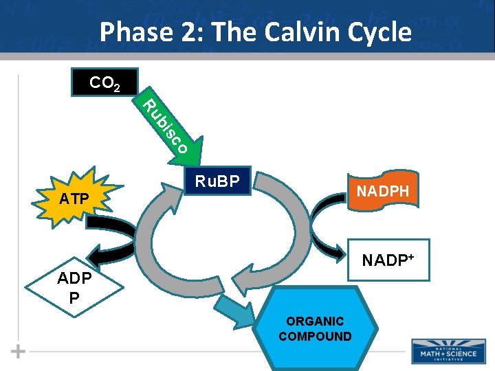 Phase 2: The Calvin Cycle CO 2 o sc bi Ru Ru. BP NADPH