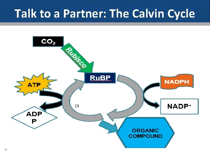 Talk to a Partner: The Calvin Cycle 18 